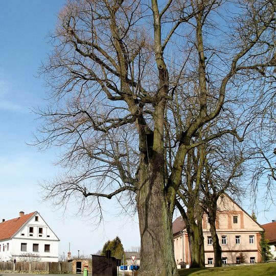 Lípa v Pavlovicích