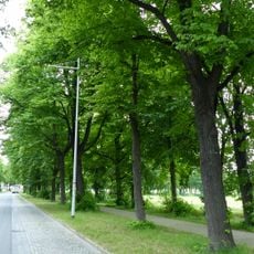 Roadside tree of Pieschener Allee