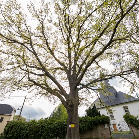 Luther Eiche Kirchbach