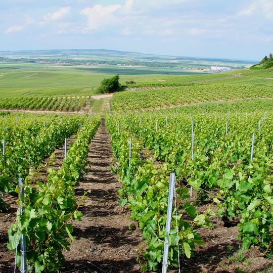 Parc naturel régional de la Montagne de Reims