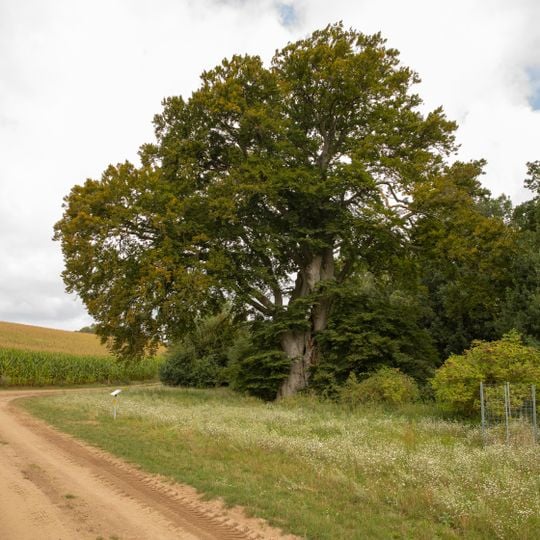 Shepherd beech tree of Dobbin