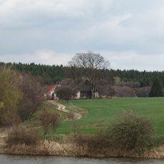 Javor klen u samoty Zhorec