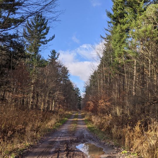 Stockton State Forest