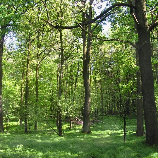 Rezerwat przyrody Las Murckowski