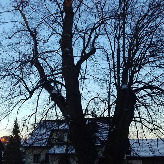 Lípa srdčitá v Libkově Vodě