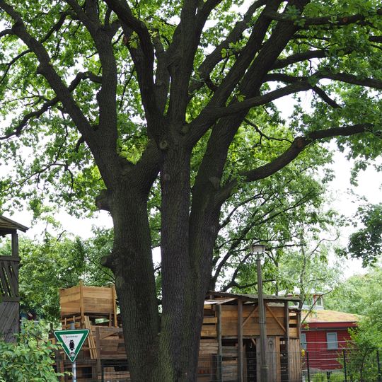 Stiel-Eiche Forckenbeckplatz