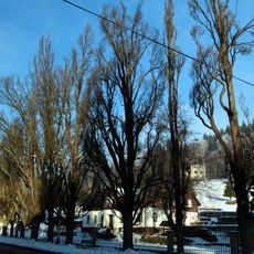 Zlaté duby v Josefově Dole