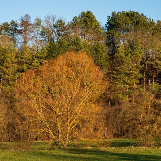 Schomberg - Streichenberg