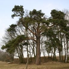 Borovice u Soběslavic