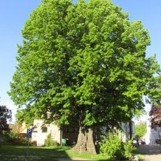 Linden Kilianskirche 2
