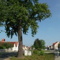 Naturdenkmal  [[Eichen|Eiche]]-[[Stieleiche]] (''Quercus robur'') Schmellwitzer Straße, Nähe Hausnummer 88 in Schmellwitz