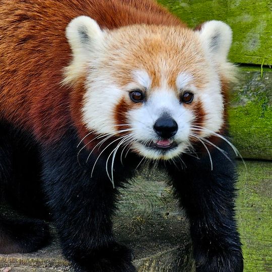 Parc zoologique de Jurques