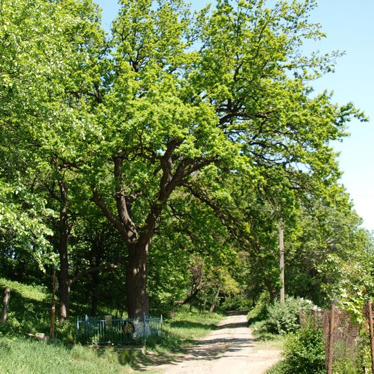 Poltava Agrarian College Park