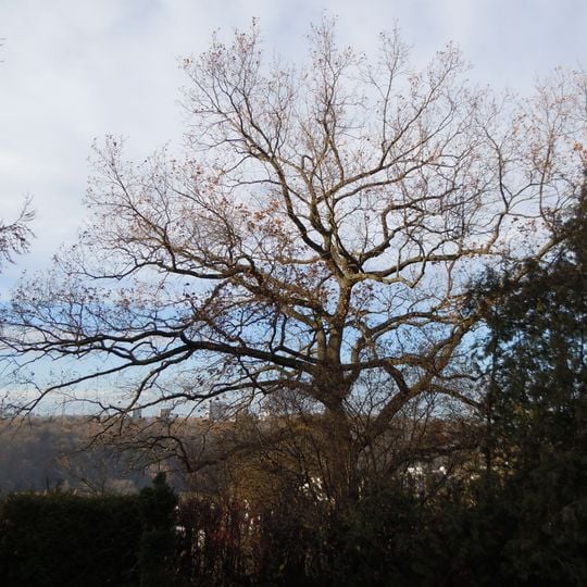 1 Eiche am Herrlesberg