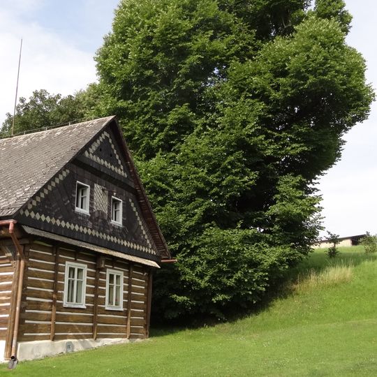 Lípa velkolistá v Sedlejovicích