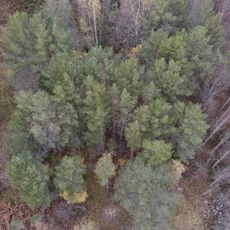 Культовая роща (Маньга)