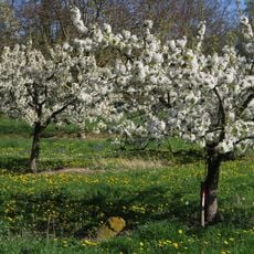 Hangflächen um den Heidesheimer Weg