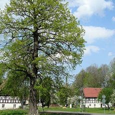 Oak in Višňová