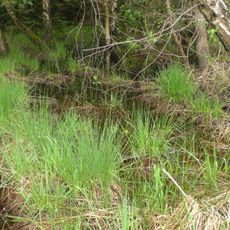 Jägersburger Wald/Königsbruch