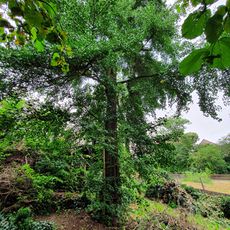 Ginkgo am Fünfhäuserweg