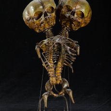 Museo Morgagni di anatomia