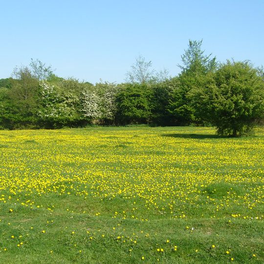 Hatfield Forest
