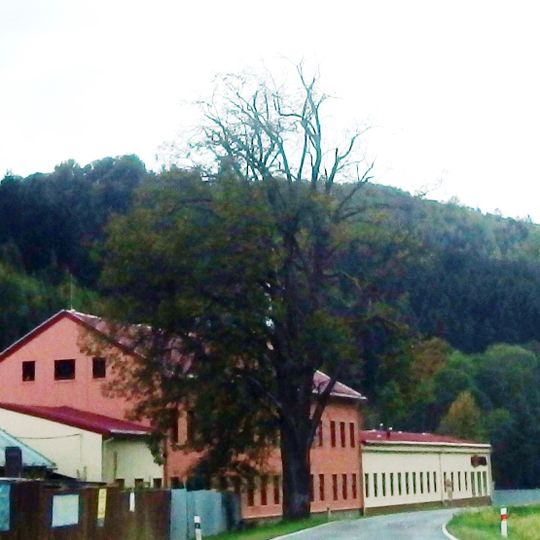 Lípa v Potůčníku