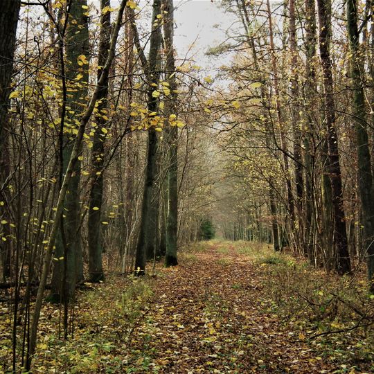 Rezerwat przyrody Półboru
