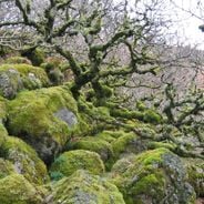 Locais naturais e históricos em Devon