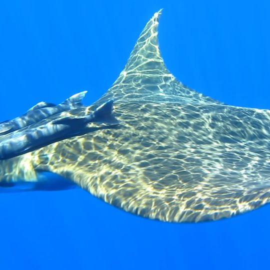 Zona Especial de Conservação Menez Gwen