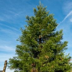 Baum