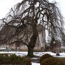Buk lesní převislý