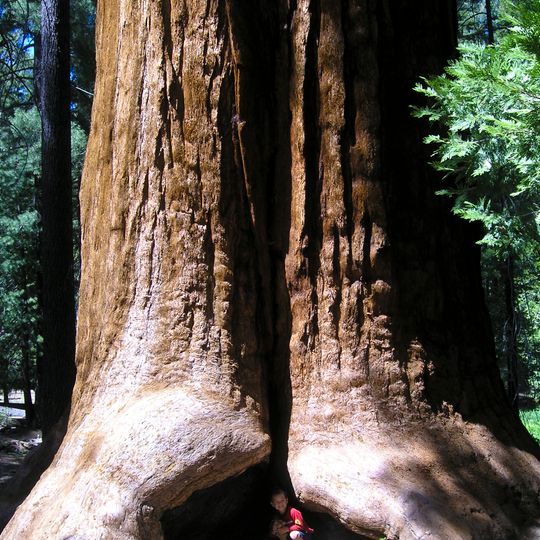 Giant Sequoia National Monument