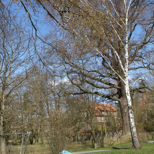 Eiche bei Mackenzell