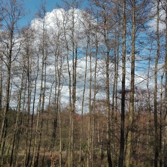 LSG-Hochflaeche und Taeler bei Schmidt