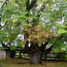 Linde in Spangenberg