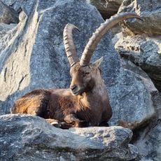 Alpenzoo Innsbruck