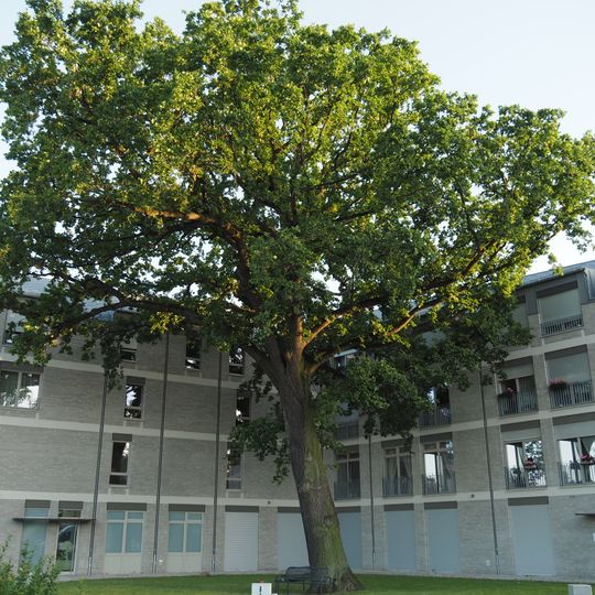 Balkan-Rosskastanie Hönower Straße 14