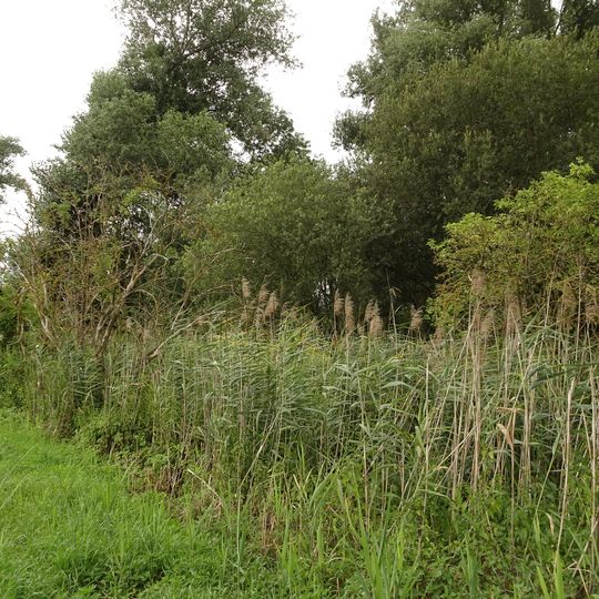 Schlossteich auf der Braunshardter Weide