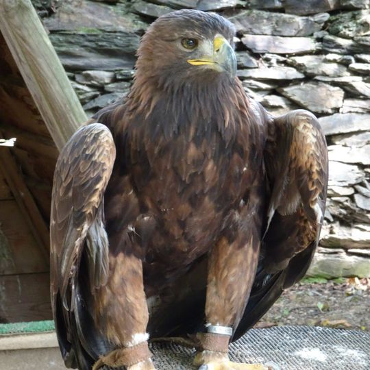 Les Aigles d'Aure