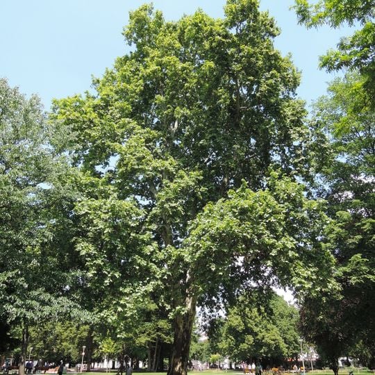 Platane im Volksgarten