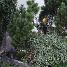 Familiengrab Hans-Joachim Kulenkampff