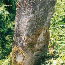 Milestone, The Pits, 100m W of Mixbury turn