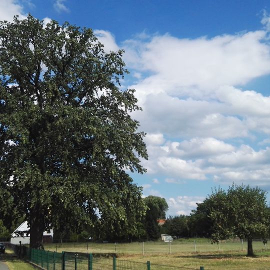 Naturdenkmal Stieleiche