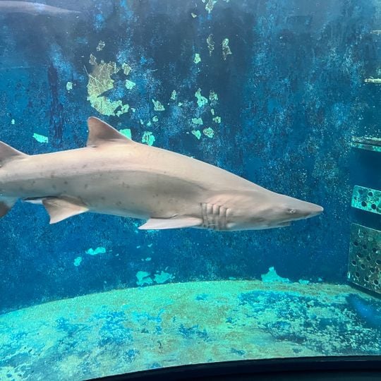 Great Aquarium Saint-Malo