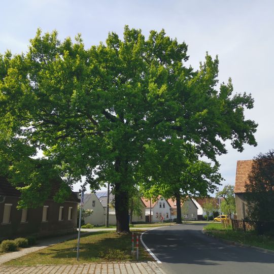 Stieleiche in Schwarzbach