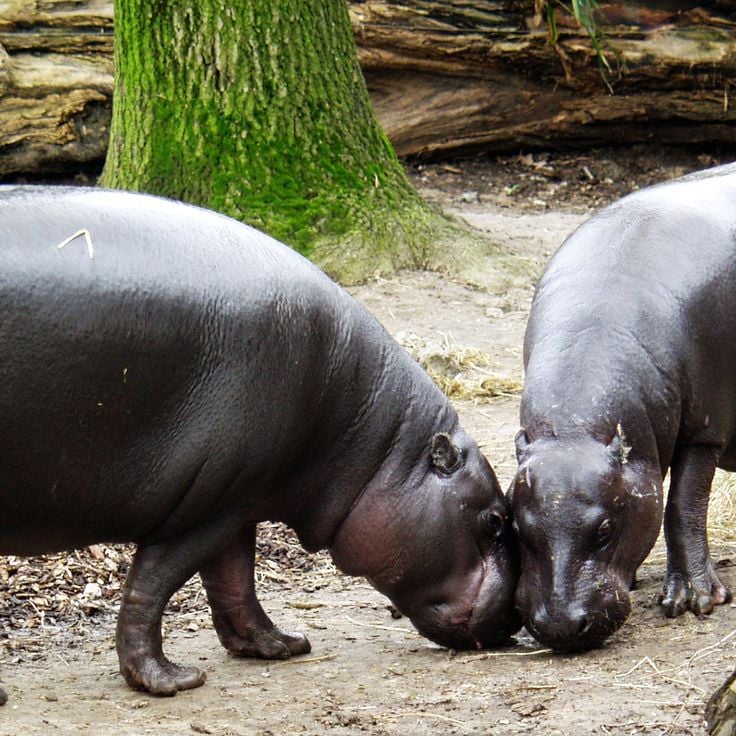 Parque Nacional Sapo