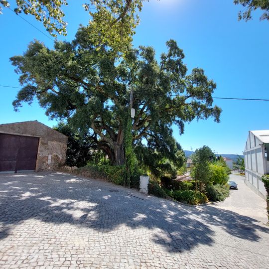 Árvore isolada em Av. Sá Carneiro