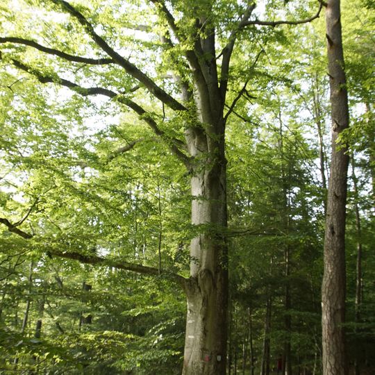 5 Buchen beim Grünwald