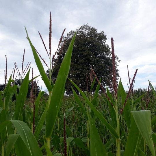 Kříž západně od Rybovy Lhoty